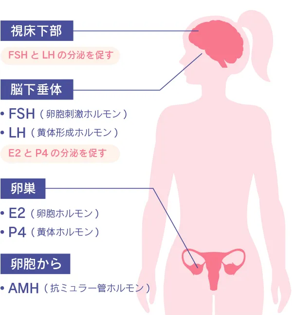 ホルモンの分泌について