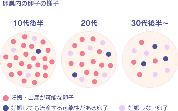 卵巣内の卵子の様子