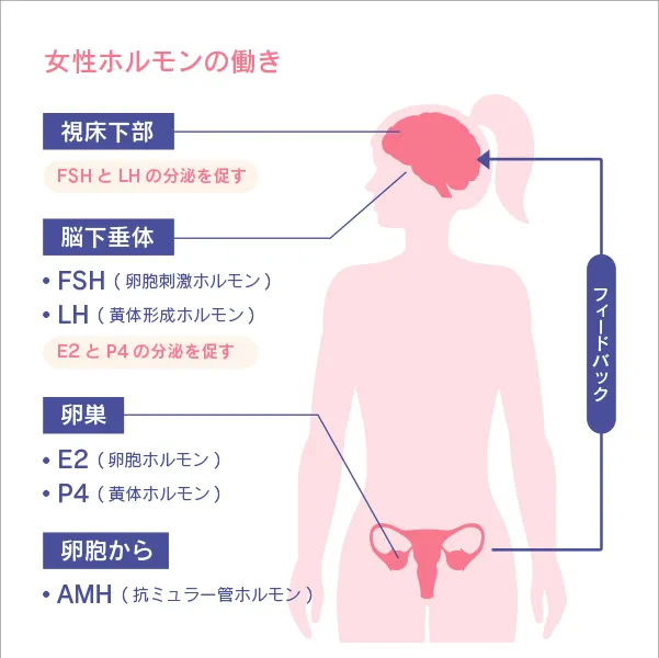 女性ホルモンの働き