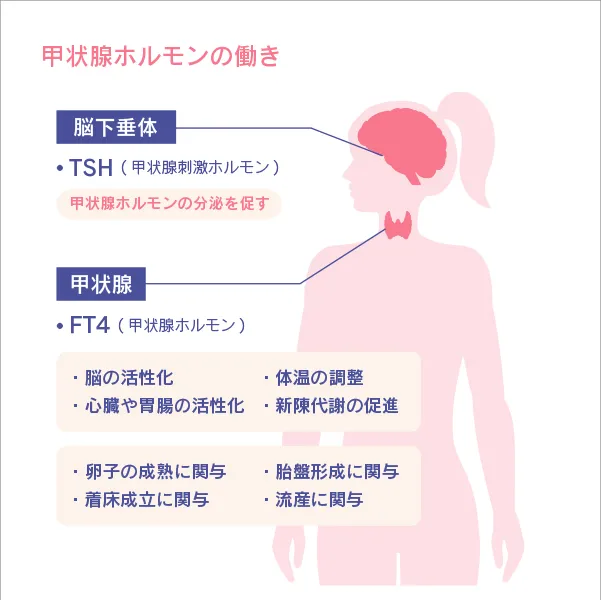 甲状腺ホルモンの働き
