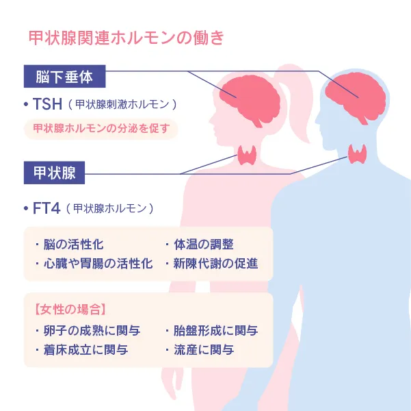 甲状腺関連ホルモンの働き