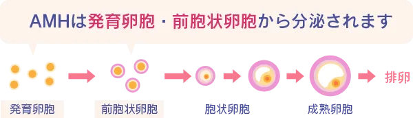 AMHの発生について