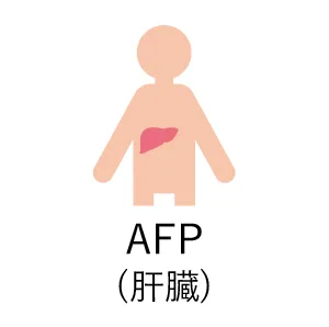 AFP肝臓